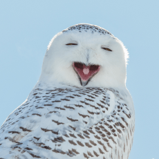 young snowy owl with mouth open and head turned to look behind
