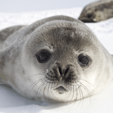 baby seal on its stomach in the snow close up image