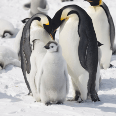 baby emperor penguin with mother and father penguins in the snow