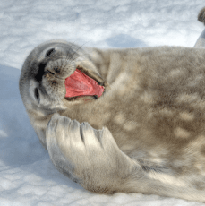 grey baby seal on its side in the snow with mouth open