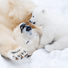baby polar bear in the snow with mother polar bear beneath