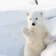 Baby Polar Bear in the snow with a paw raised