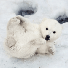 baby polar bear lying on its back in the snow and holding one foot with a paw