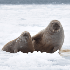 one adult walrus with a young walrus in the snow